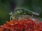 A pair of praying mantises are mating on a red flower.