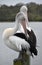 Pair of preening Australian Pelicans