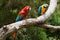 Pair of pretty colourful macaws