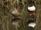 A pair of pretty Shoveler Duck, Anas clypeata, resting on a log at the edge of a lake.