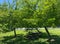 Pair of Pretty Spring Trees in June