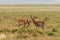 Pair of Pronghorn Antelope Bucks