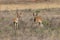 Pair of Pronghorn Antelope Bucks