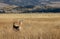 Pair of Pronghorn Antelope Bucks in Fall