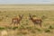 Pair of Pronghorn Antelope Bucks on the Prairie