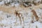 Pair of Pronghorn Antelope in Winter in Utah