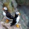 Pair of puffin bird perched on the rocky outcropping