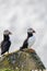 Pair of Puffin Seabirds