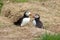A Pair of Puffins near their nest.