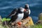 Pair of puffins on a rock, Iceland