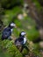 Pair of Puffins on Saltee Island Ireland