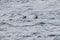 Pair of puffins skimming the waves