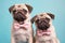 Pair of Pug dogs with bowties on pastel blue background
