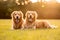 Pair of purebred golden retriever dogs outdoors