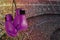 Pair of purple boxing gloves