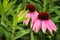 Pair of Purple Coneflowers in Minnesota