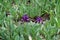 Pair of purple flowers of dwarf irises