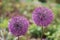 Pair of purple flowers of perennial dutch onion, Allium hollandicu, vegetable background
