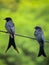 Pair Purple Martin birds in a Rope.