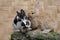 A pair of rabbits were looking for food on a rock overgrown with moss.