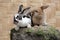 A pair of rabbits were looking for food on a rock overgrown with moss.