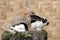 A pair of rabbits were looking for food on a rock overgrown with moss.