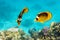 Pair Of Raccoon Butterflyfishes Over The Coral Reef, Clear Blue Turquoise Water. Colorful Tropical Fish In The Ocean. Beauty