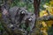 Pair of Raccoons Procyon lotor Stand In Tree Autumn