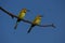 Pair of Rainbow Bee-eaters