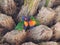 Pair of rainbow lorikeet preening each other