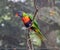 The pair of the rainbow lorikeet Trichoglossus haematodus moluccanus