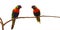 Pair of rainbow Lorikeet, Trichoglossus mollucanus, isolated on white background. Two colorful parrots perched on branch