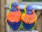 Pair of Rainbow Lorikeets