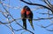 A pair of Rainbow Lorikeets (Trichoglossus moluccanus)