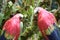 A pair of rainbow macaws parrots birds exhibits at Gardens by the Bay