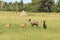 Pair of rare common tsessebe antelope ,damaliscus lunatus