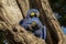 Pair of rare Hyacinth macaws nestle together in a tree hole, Pantanal Wetlands, Brazil