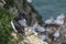 Pair of Razorbills