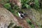 Pair of Razorbills (Alca torda)