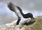 A pair of razorbills mating on cliff edge