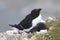 A pair of razorbills mating on cliff edge