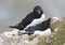 A pair of razorbills mating on cliff edge