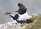 A pair of razorbills mating on cliff edge