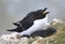 A pair of razorbills mating on cliff edge