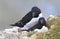 A pair of razorbills mating on cliff edge