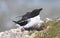 A pair of razorbills mating on cliff edge