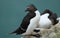 Pair of Razorbills on nest. Yorkshire. UK.