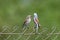 A pair of red backed shrike