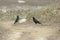 A pair red-billed choughs, Pyrrhocorax pyrrhocorax, on Ouessant or island in France