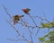 A pair of Red-billed Firefinch